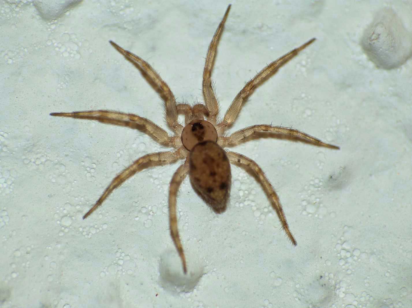 Oecobius sp. nel bagno di casa mia